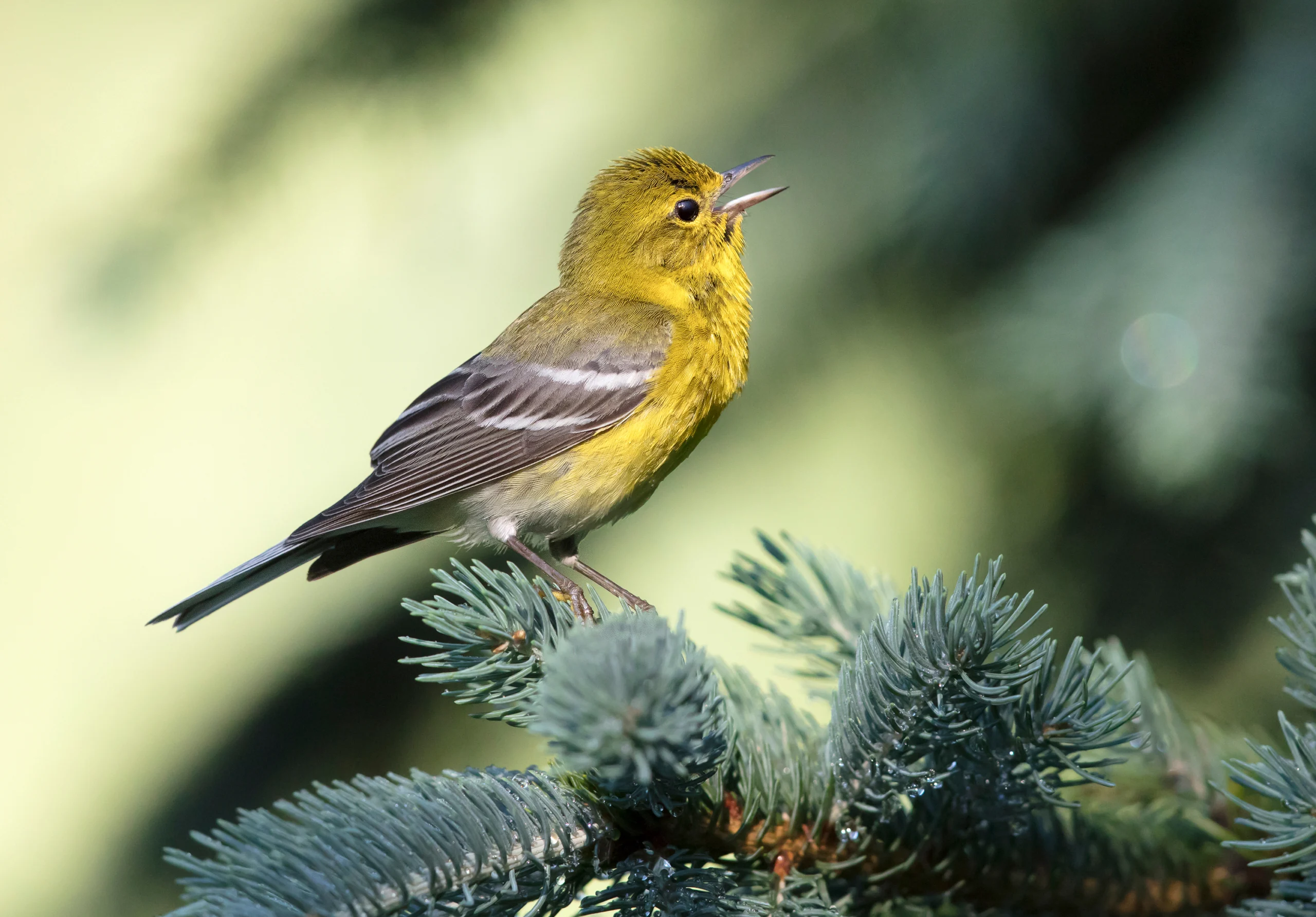 Pine Warbler perched on pine tree. Photo by ttp1001, Shutterstock.