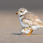 Piping Plover and chick by Matt Filosa, Shutterstock