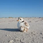 Celebrating Birds and Their Habitats Conserved in 2023: Reducing Threats and Building the Bird Conservation Movement