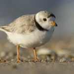 New Claims Filed Over SpaceX Rocket Launchpad Explosion