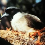 Eight Hawaiian Bird Species to be Declared Officially Extinct