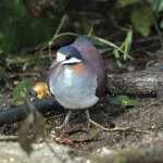 Purple Quail-Dove by John Mills, Macaulay Library at the Cornell Lab of Ornithology
