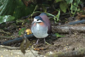 Purple Quail-Dove. Photo by John Mills, Macaulay Library at the Cornell Lab of Ornithology.