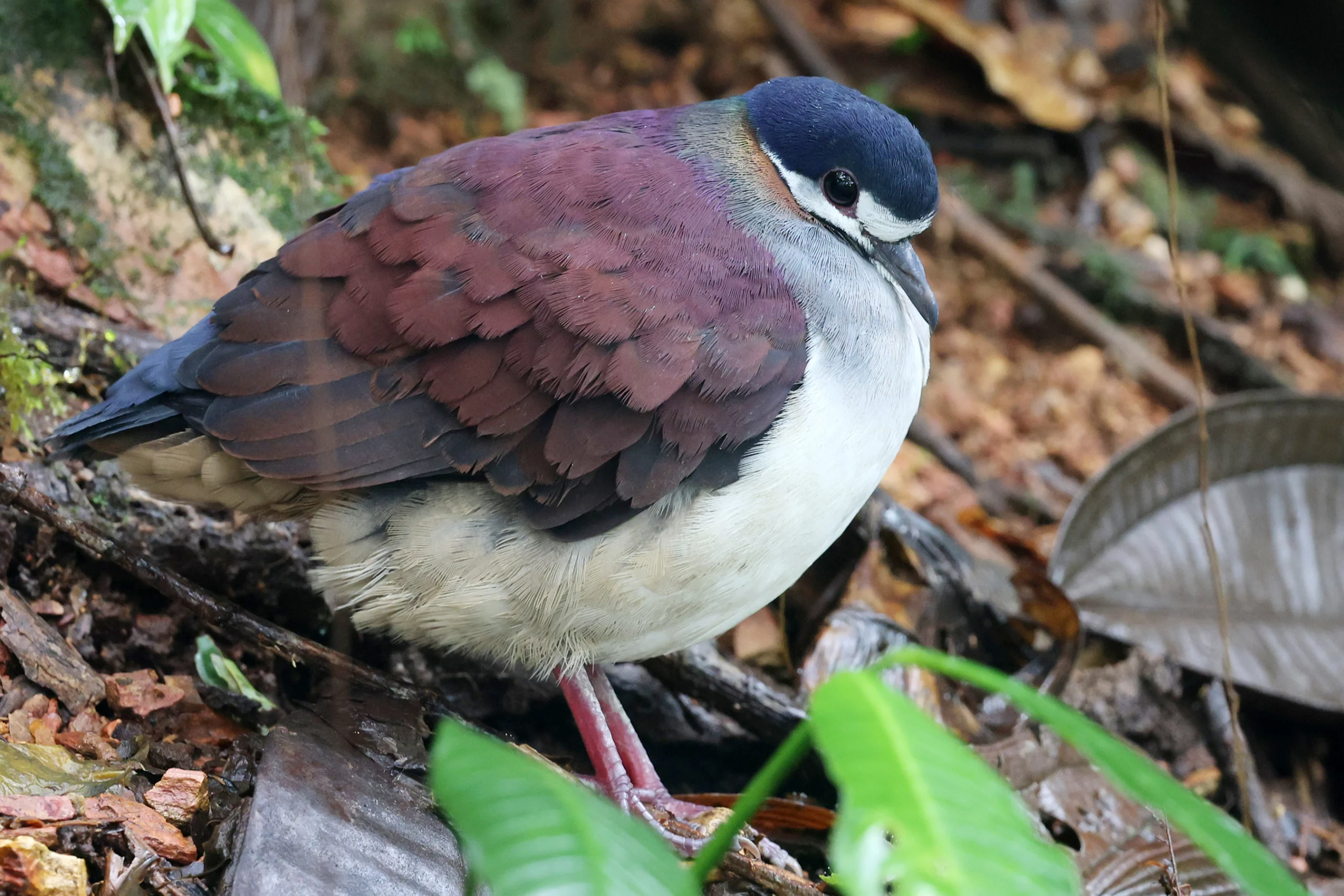 Purple Quail-Dove. Photo by John Rogers, Macaulay Library at the Cornell Lab of Ornithology.