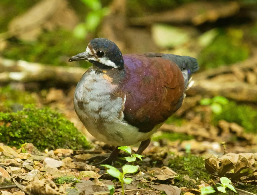 Purple Quail-Dove. Photo by Jordan Franco, Macaulay Library at the Cornell Lab of Ornithology.