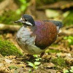 Purple Quail-Dove by Jordan Franco, Macaulay Library at the Cornell Lab of Ornithology