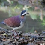 Purple Quail-Dove by Juan Lopez, Macaulay Library at the Cornell Lab of Ornithology