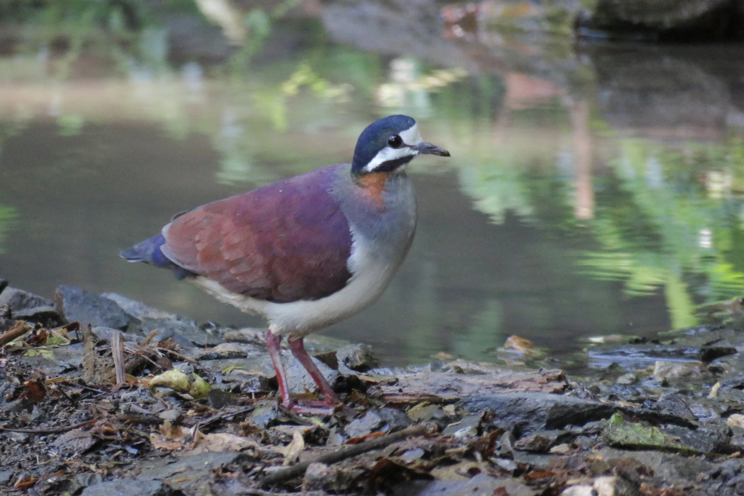 Purple Quail-Dove. Photo by Juan Lopez, Macaulay Library at the Cornell Lab of Ornithology.