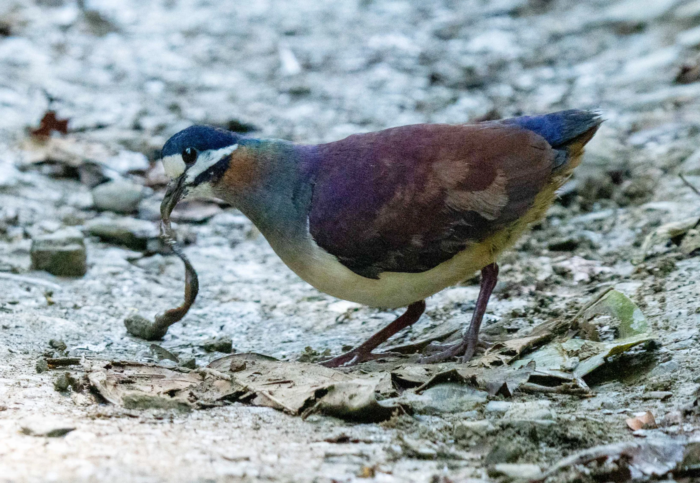 Purple Quail-Dove with prey. Photo by Ken Bock, Macaulay Library at the Cornell Lab of Ornithology.