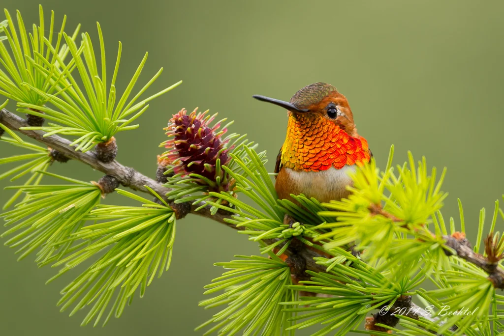 Rufous Hummingbird. Photo by Scott Bechtel.