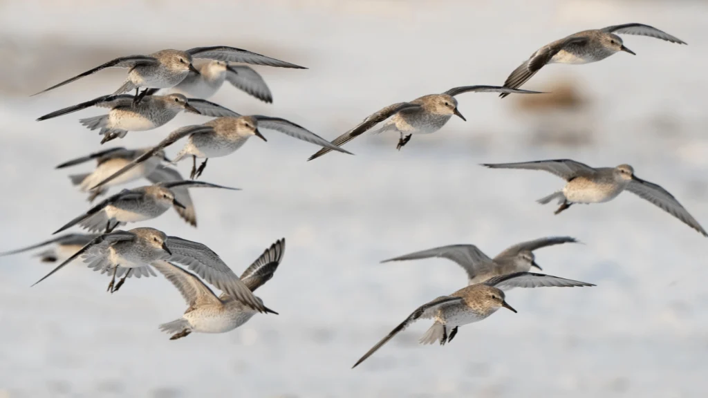 Companion Bill to Improve Neotropical Migratory Bird Conservation Act Introduced in House