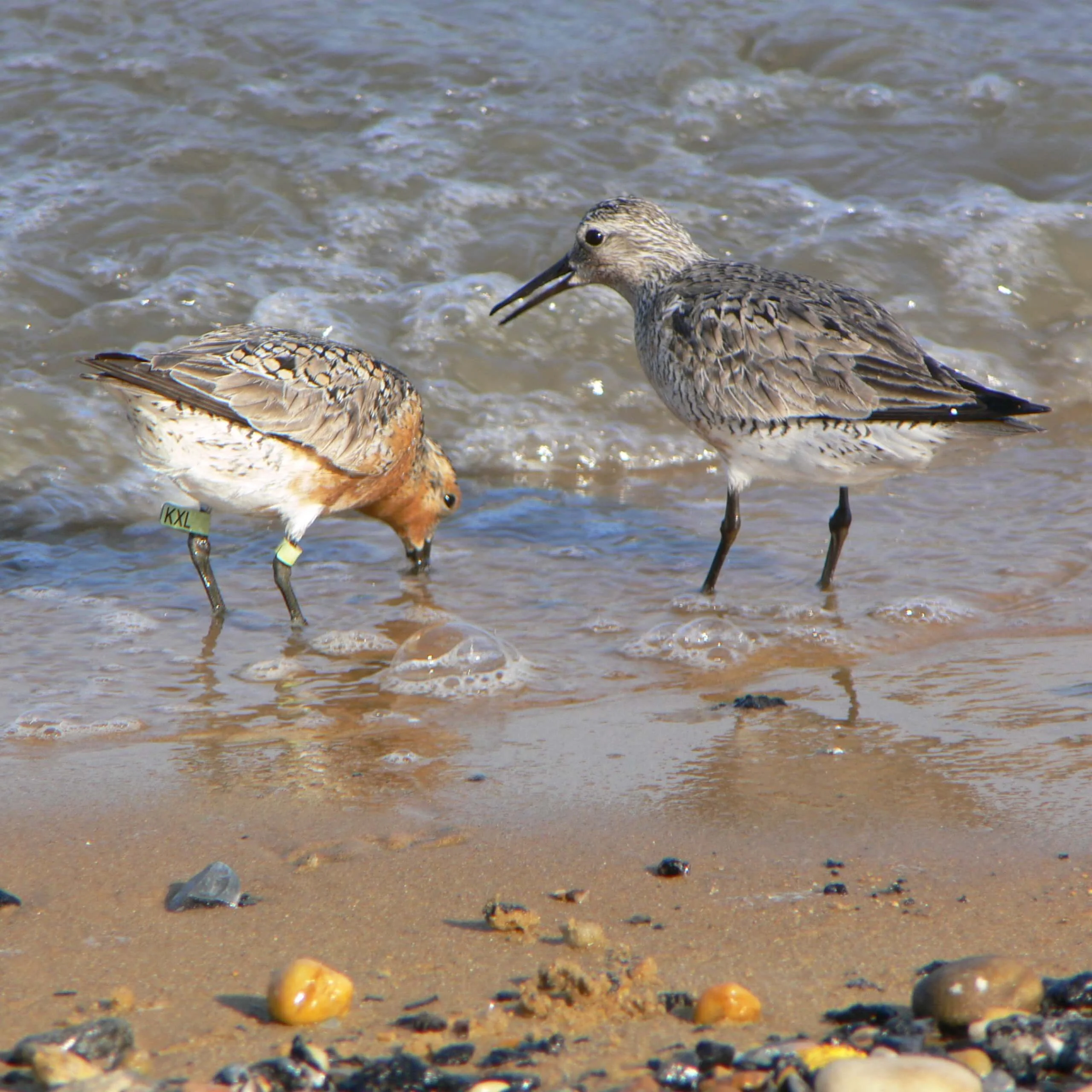 Red Knots feeding on the Delaware Shore. Photo by Mike Parr.