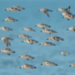 Tips to Safely Share the Beach with Migrating Shorebirds this Labor Day Weekend