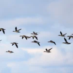 Globally significant populations of Red-breasted Mergansers use Lake Erie, the site of the Icebreaker wind project. Photo by John Wijsman, Shutterstock