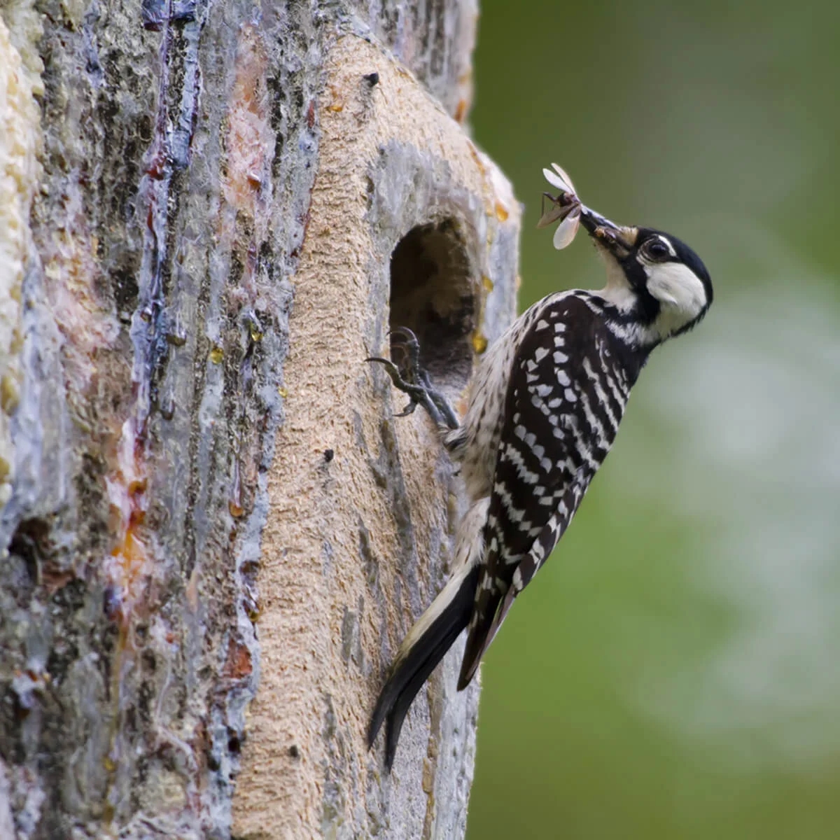 Red-cockaded Woodpecker by USFWS. This species benefits from prescribed fires.