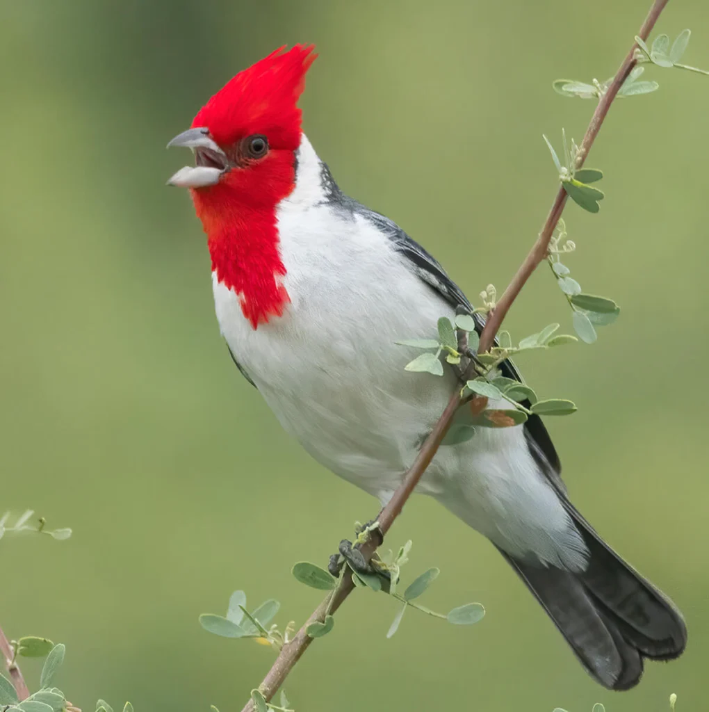 Red-crested Cardinal. Photo by Dubi Shapiro Macaulay Library at the Cornell Lab of Ornithology.
