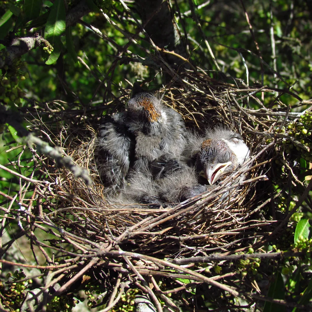 Red-crested Cardinal nestlings. Photo by Alvaro Perez Tort, Macaulay Library at the Cornell Lab of Ornithology/