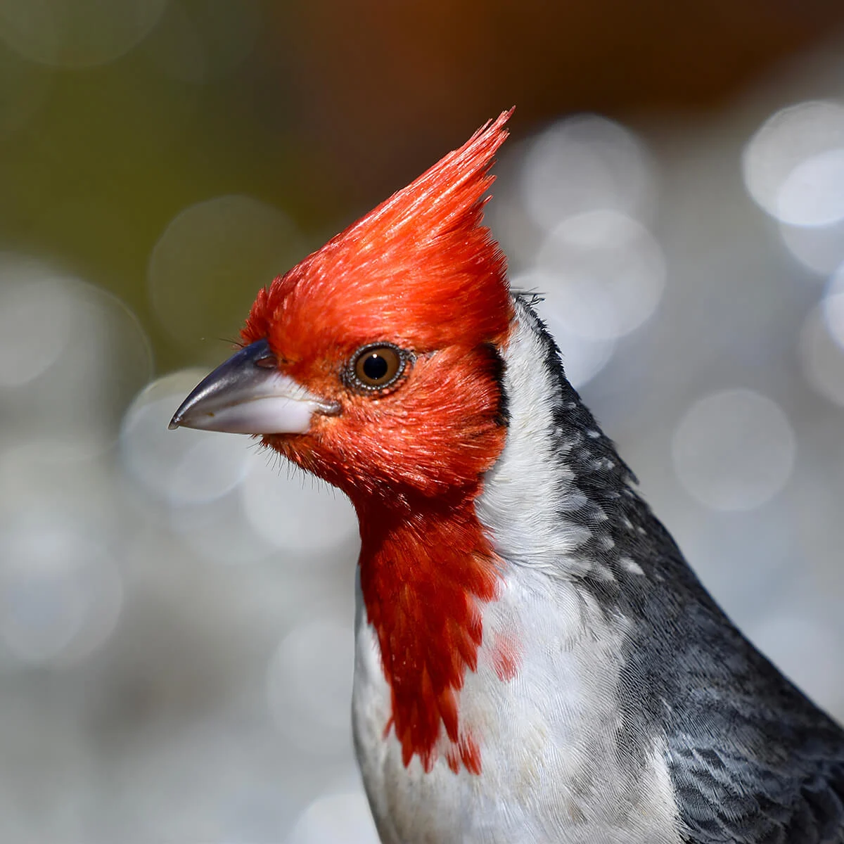 Adult Red-crested Cardinal. Photo by Zach Dorto, Shutterstock.