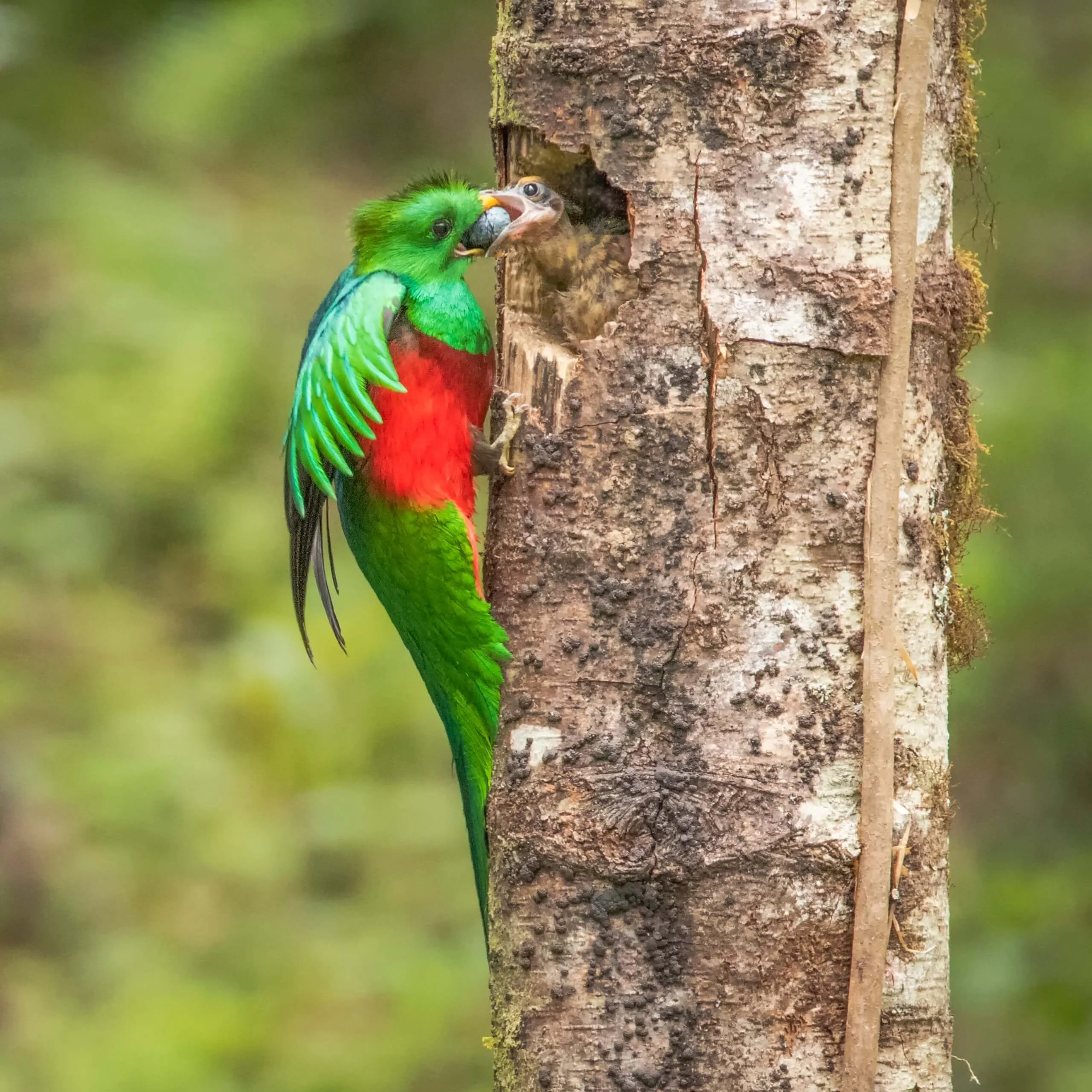 Resplendent Quetzal feeding young. Photo by Mario Wong Pastor/Shutterstock.