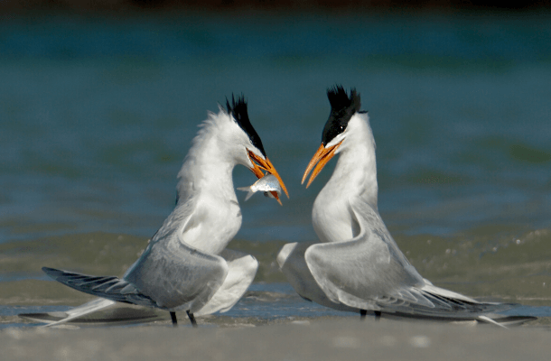 A pair of Royal Terns displaying courtship behavior on a sandy beach. Royal Terns are among the waterbirds impacted by construction on Hampton Roads' South Island in Virginia.