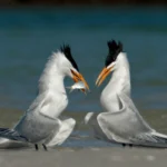 Virginia Announces Emergency Plans for Hampton Roads Waterbird Colony