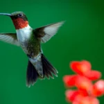 Ruby-throated Hummingbird