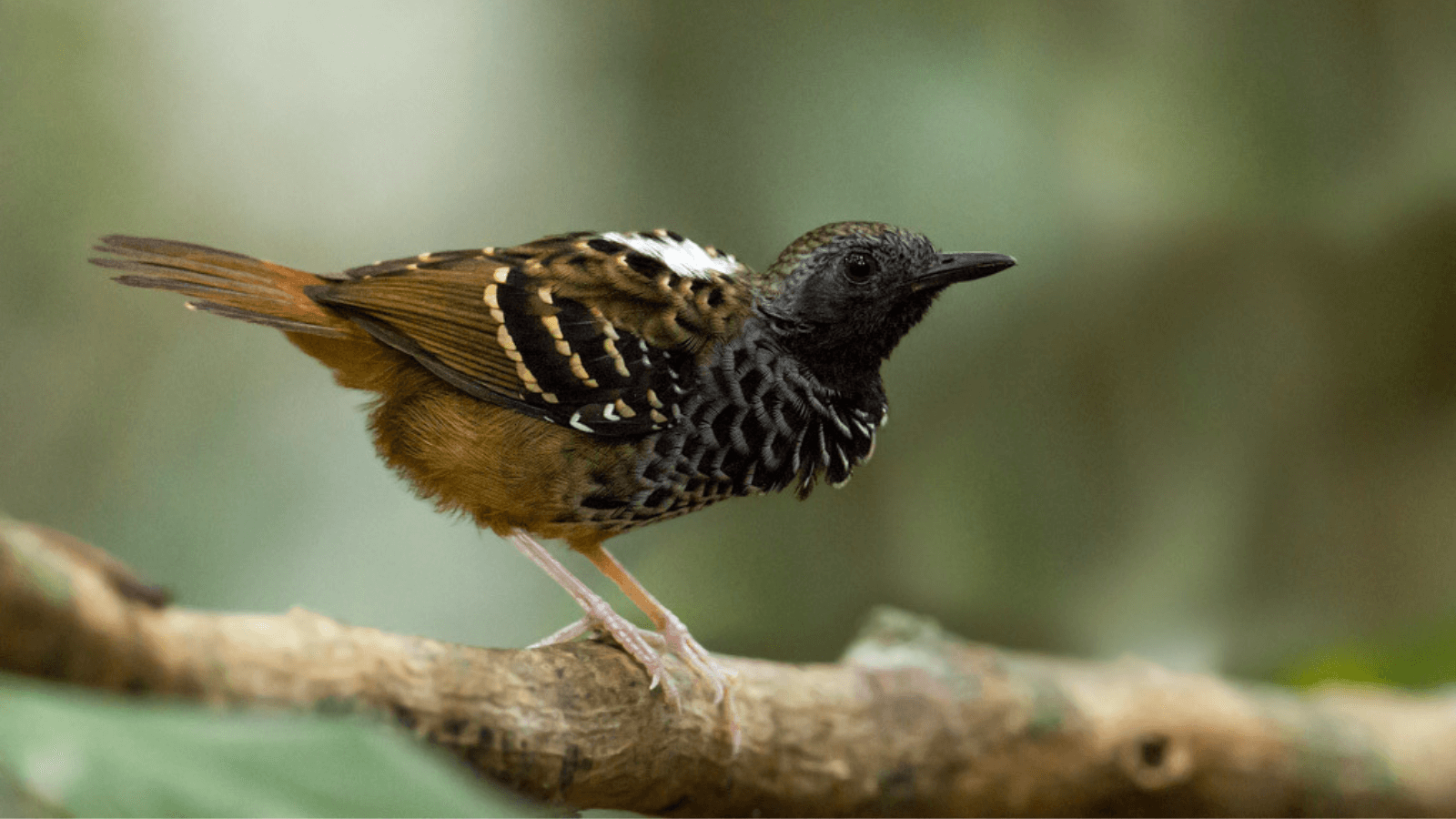 Brazil Reserve Expansion Increases Protection for Dwindling