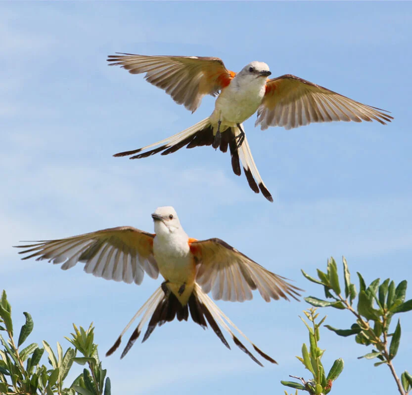 Scissor-tailed Flycatcher pair. Photo by Ken Slade.