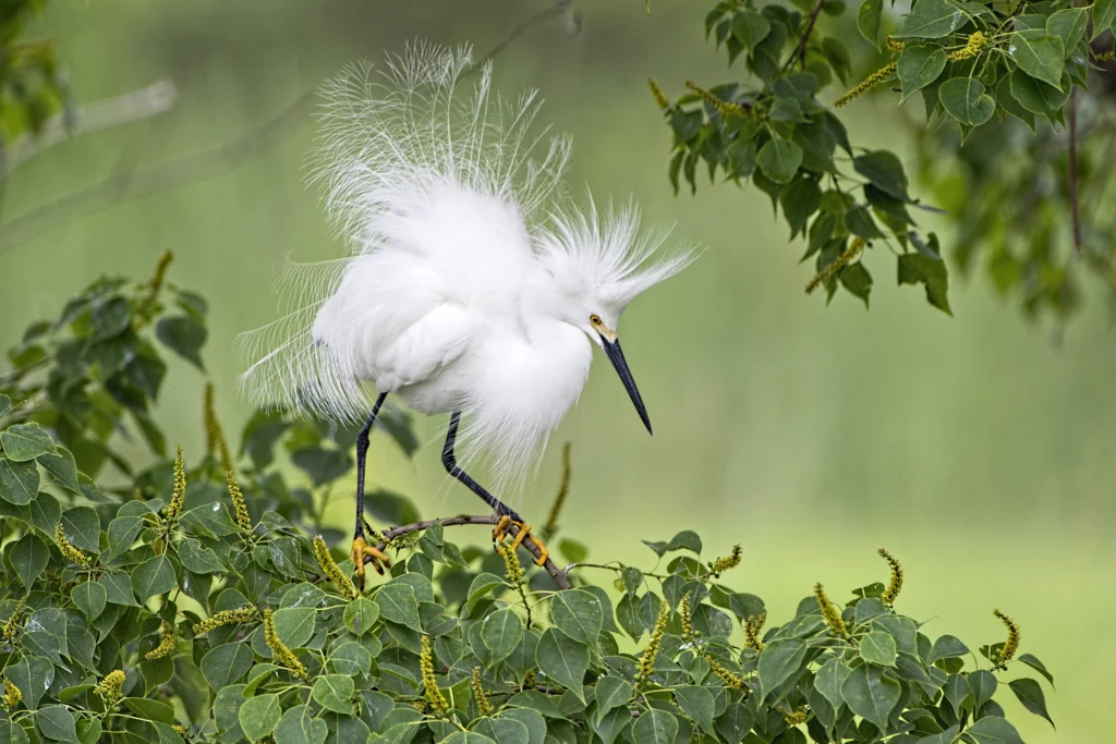 Snowy Egret perched in tree. Photo by Bonnie Taylor Barry, Shutterstock.
