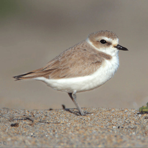 Newest (and Last) Joint Venture Boosts Prospects for Threatened California Birds and Other Wildlife