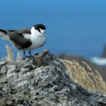 New Research: As “Connector Species,” Birds Are Essential to the Health of Both Islands and Oceans