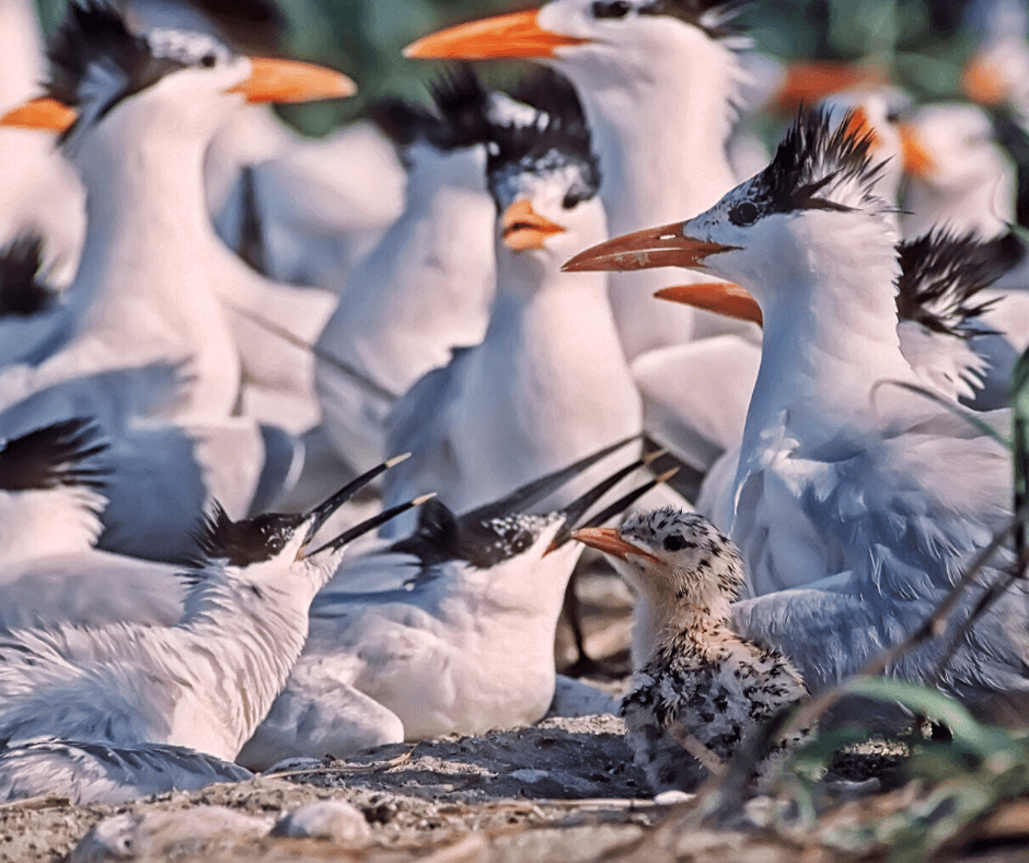 Virginia on Collision Course with Bird Groups, Feds Over Bird Colony Destruction
