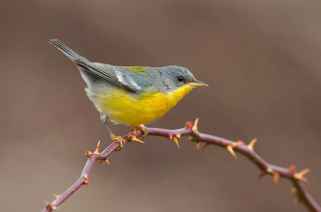 Female Tropical Parula perched on branch. Photo by Ignacio Hernandez, Macaulay Library at the Cornell Lab of Ornithology.