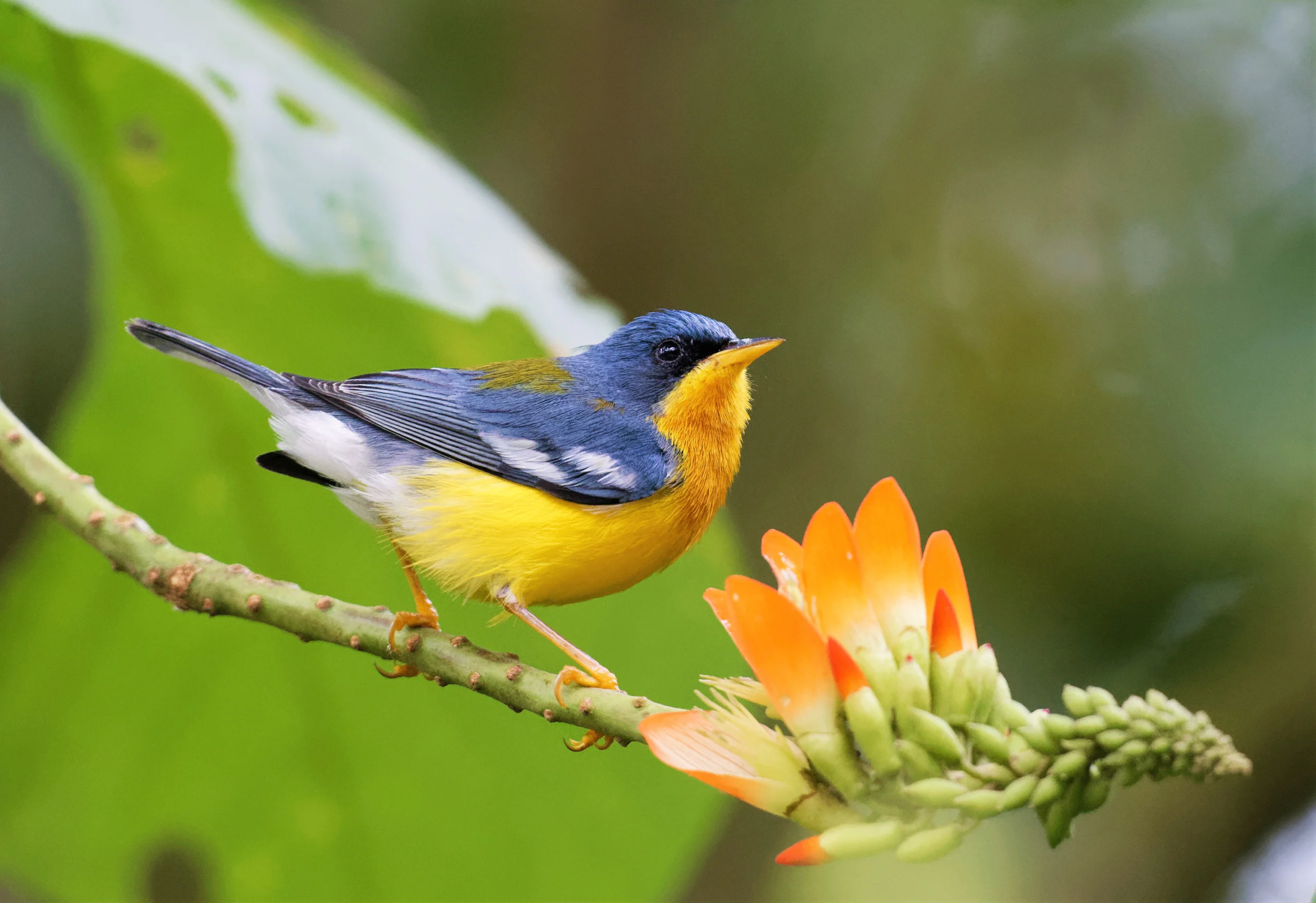 Male Tropical Parula perched with flower. Photo by Braydon Luikart, Macaulay Library at the Cornell Lab of Ornithology.