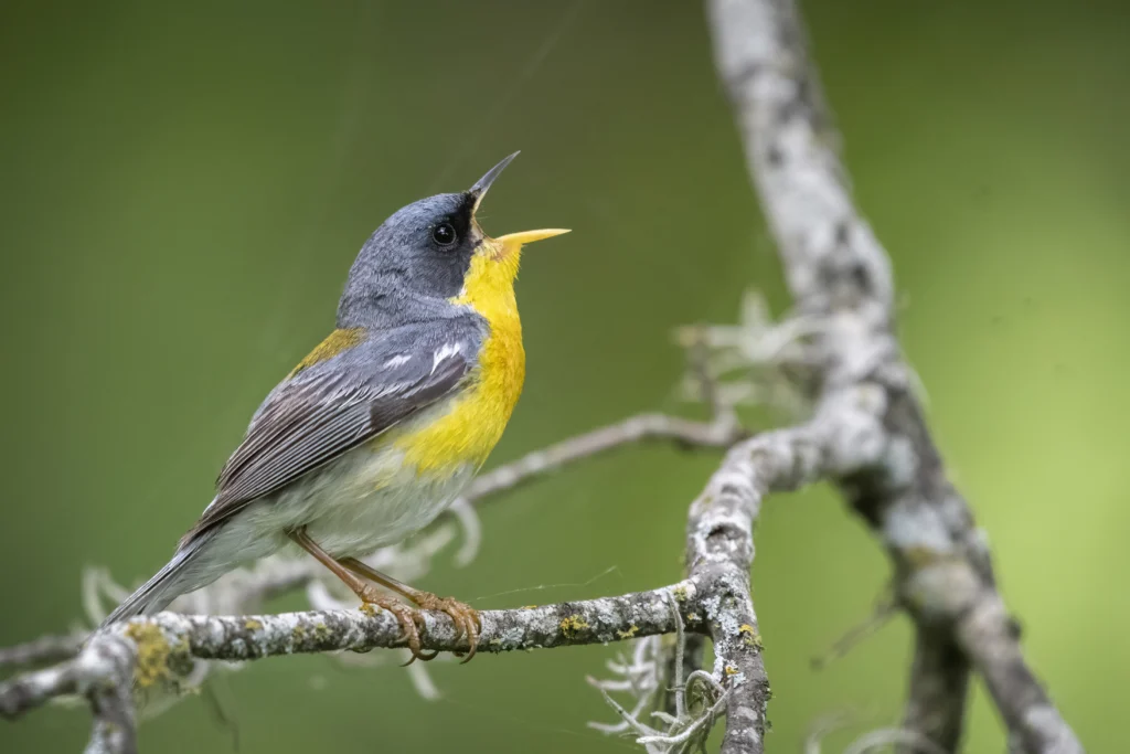 Male Tropical Parula singing. Photo by Bryan Calk, Macaulay Library at the Cornell Lab of Ornithology.