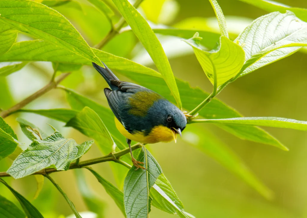 Tropical Parula perched on thin branch. Photo by Martin Pelanek, Shutterstock.