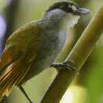 “Found” Bornean Bird Sparks Hope and Inspiration for Bird Conservation Efforts