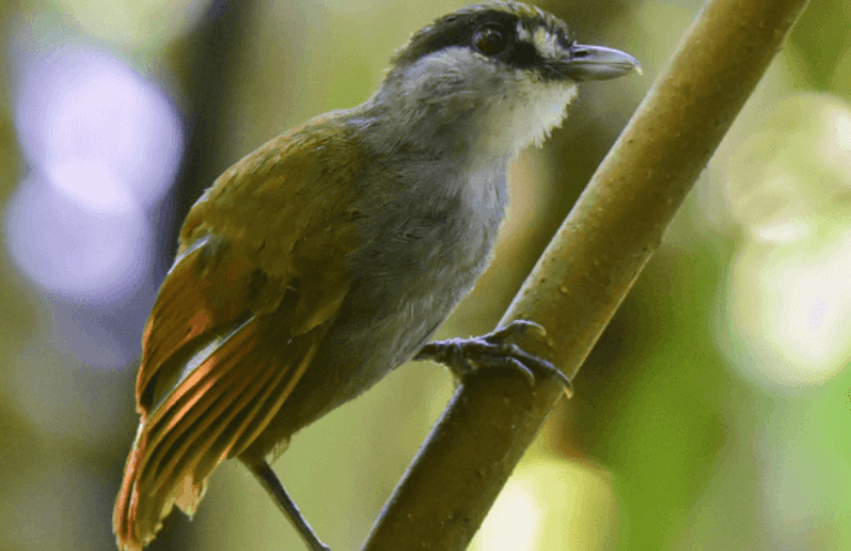 Found” Bornean Bird Sparks Hope and Inspiration for Bird