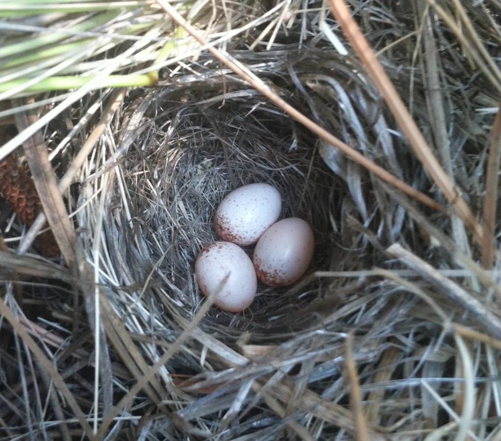 Virginia's Warbler nest and eggs. Photo by Cole Wolf, Macaulay Library at the Cornell Lab of Ornithology.