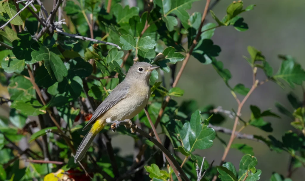 Virgina's Warbler perched on branch. Photo byJim Merritt, Macaulay Library at the Cornell Lab of Ornithology.