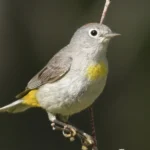 Virgina's Warbler perched on branch. Photo by Kent Kleman, Macaulay Library at the Cornell Lab of Ornithology.