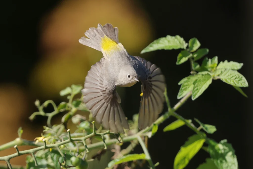 Virgina's Warbler taking flight. Photo by Sam Zhang, Macaulay Library at the Cornell Lab of Ornithology.