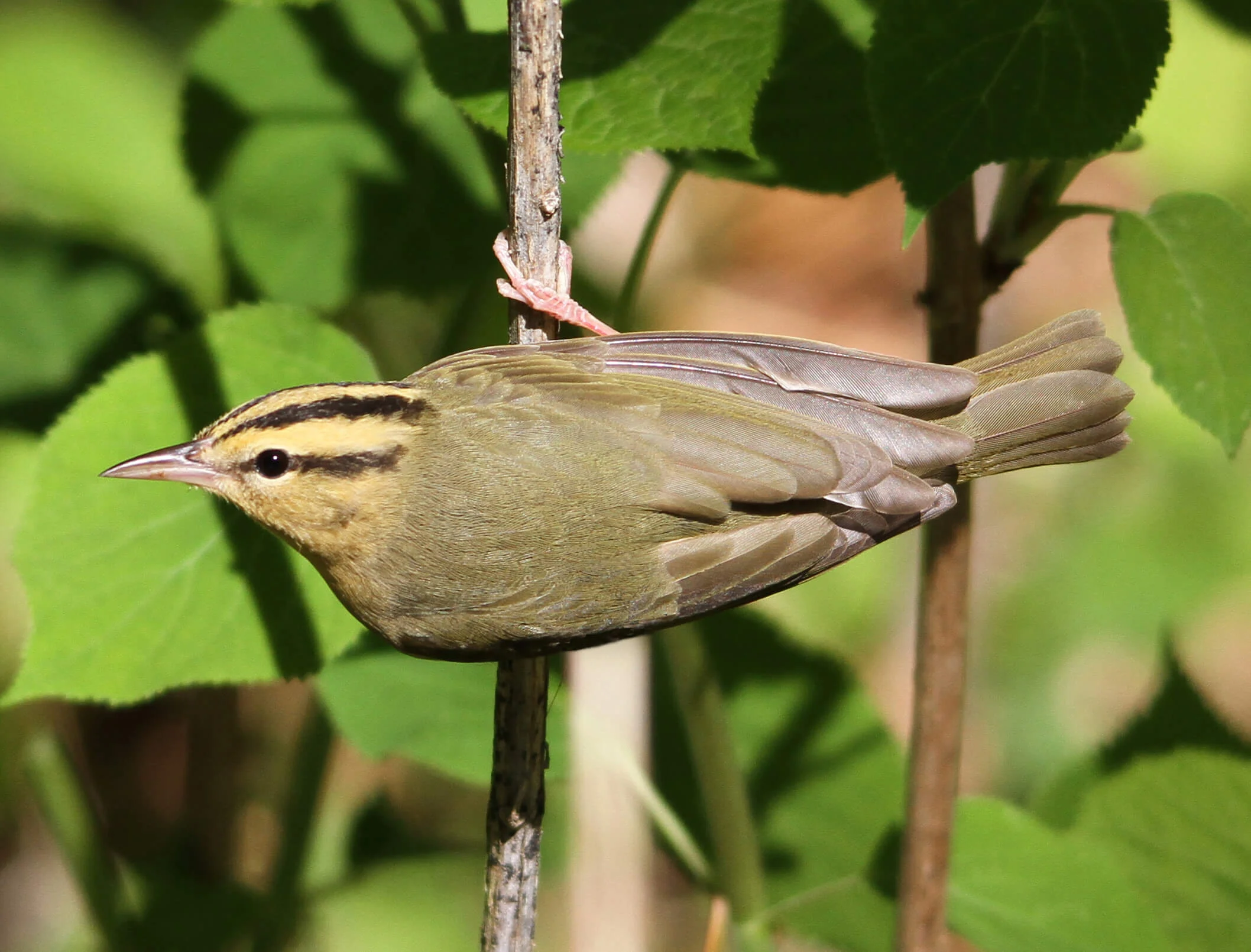 Worm-eating Warbler by Tessa Nickels