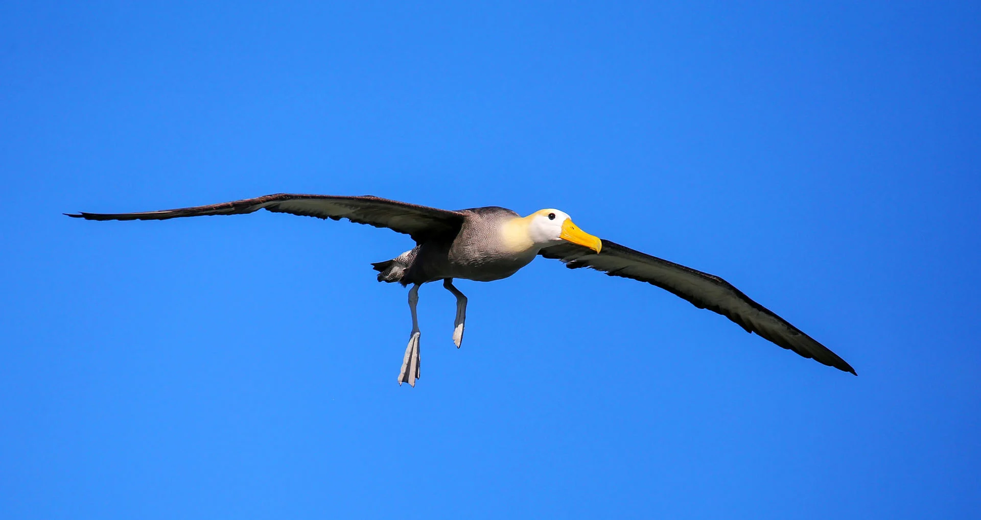 Waved albatross in flight. Photo by Don Mammoser, Shutterstock.