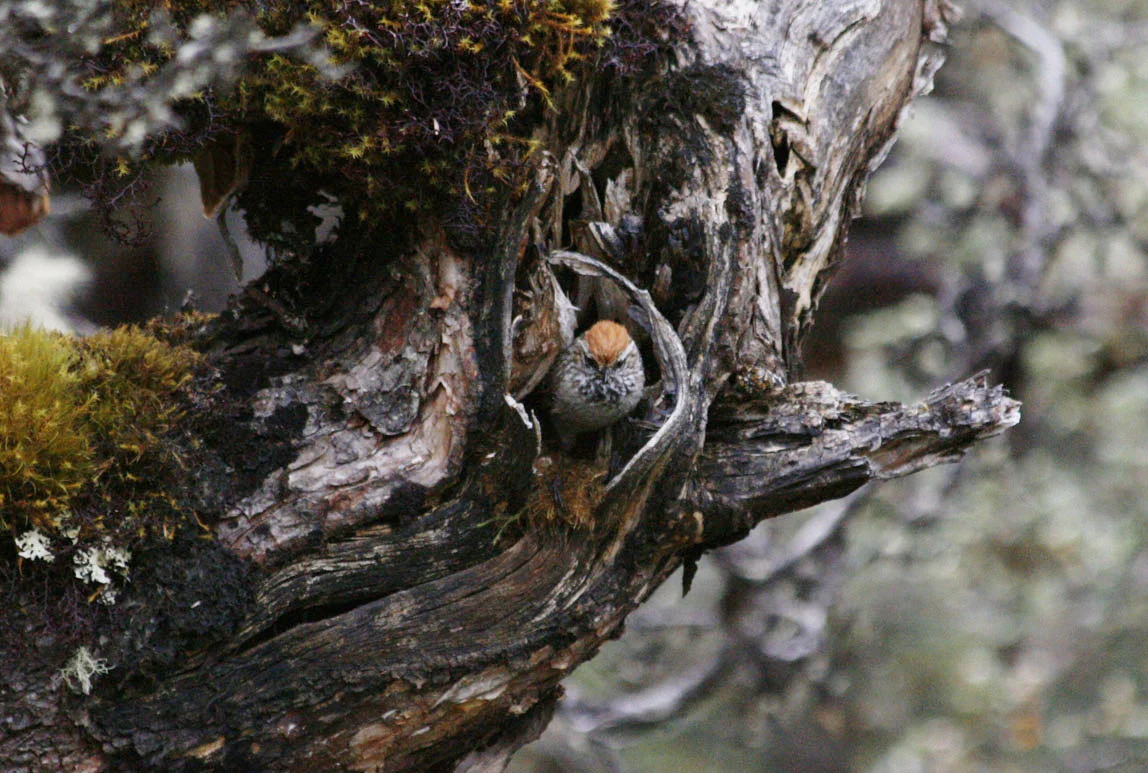 White-browed Tit-Spinetai peaking out from inside hole on thick branchl. Photo by Richard Amable.
