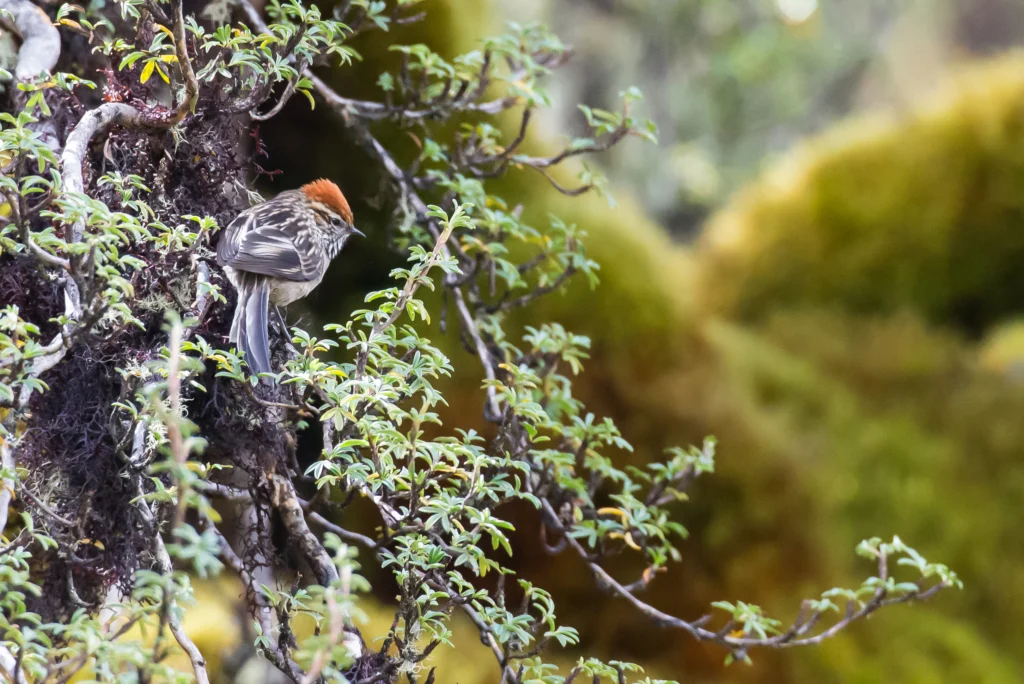 White-browed Tit-Spinetail on the side of a tree. Photo by Anonymous, Macaulay Library at the Cornell Lab of Ornithology.