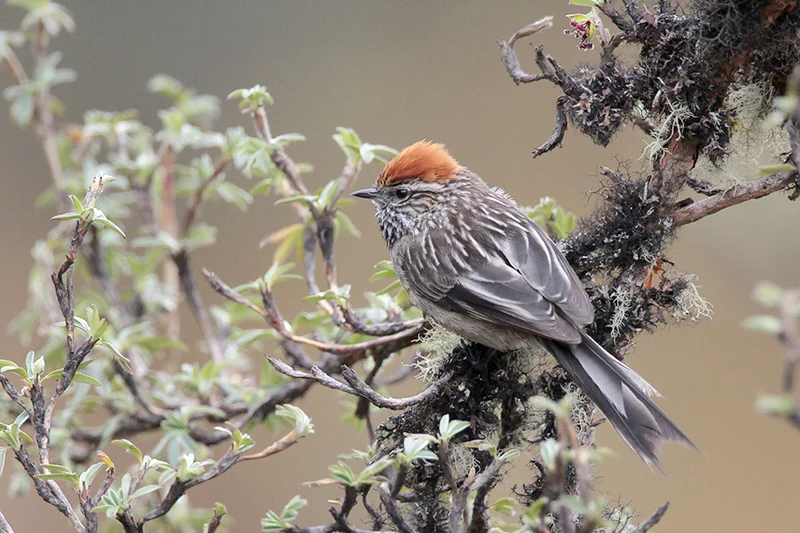 White-browed Tit-Spinetail perched on branch. Photo by Greg Lavaty, www.texastargetbirds.org.