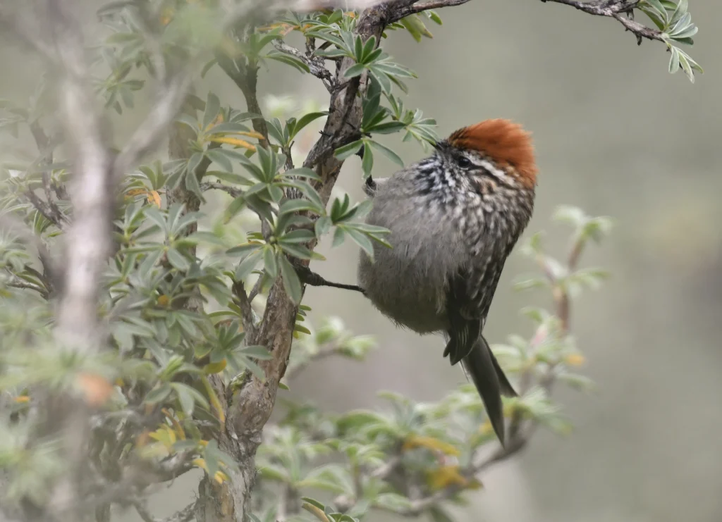 White-browed Tit-Spinetail on side of branch. Photo by Juan José Chalco Luna, Macaulay Library at the Cornell Lab of Ornithology.