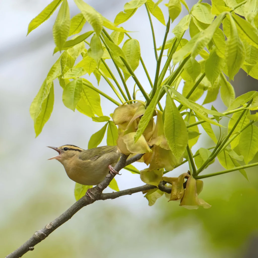 Worm-eating Warbler by Larry Master, masterimages.org