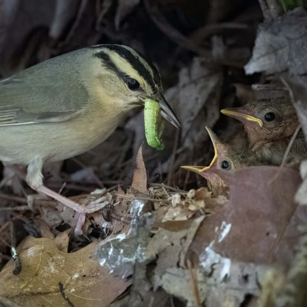 Worm-eating Warbler feeding nestlings. Photo by N KC, Macaulay Library at the Cornell Lab of Ornithology.